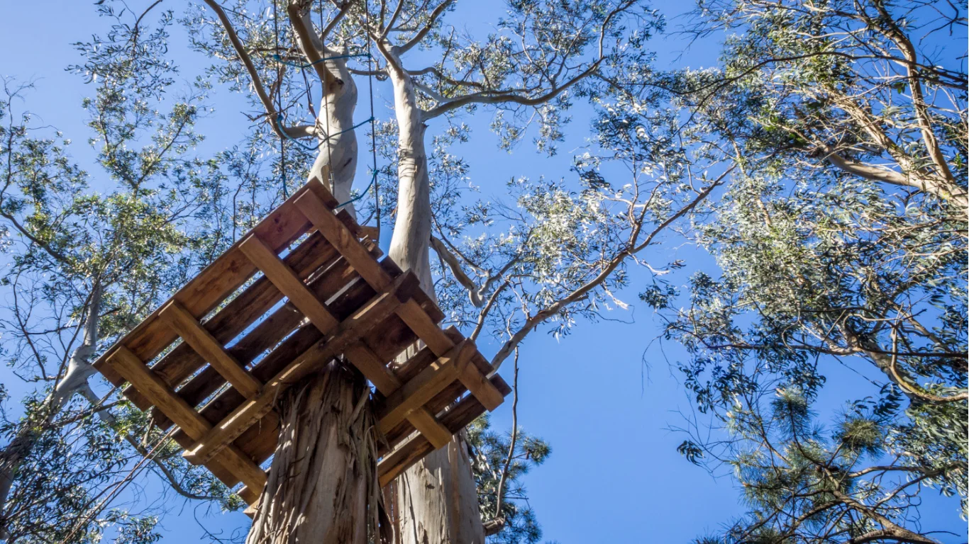 Tree Hanging Over Your Jeffersontown