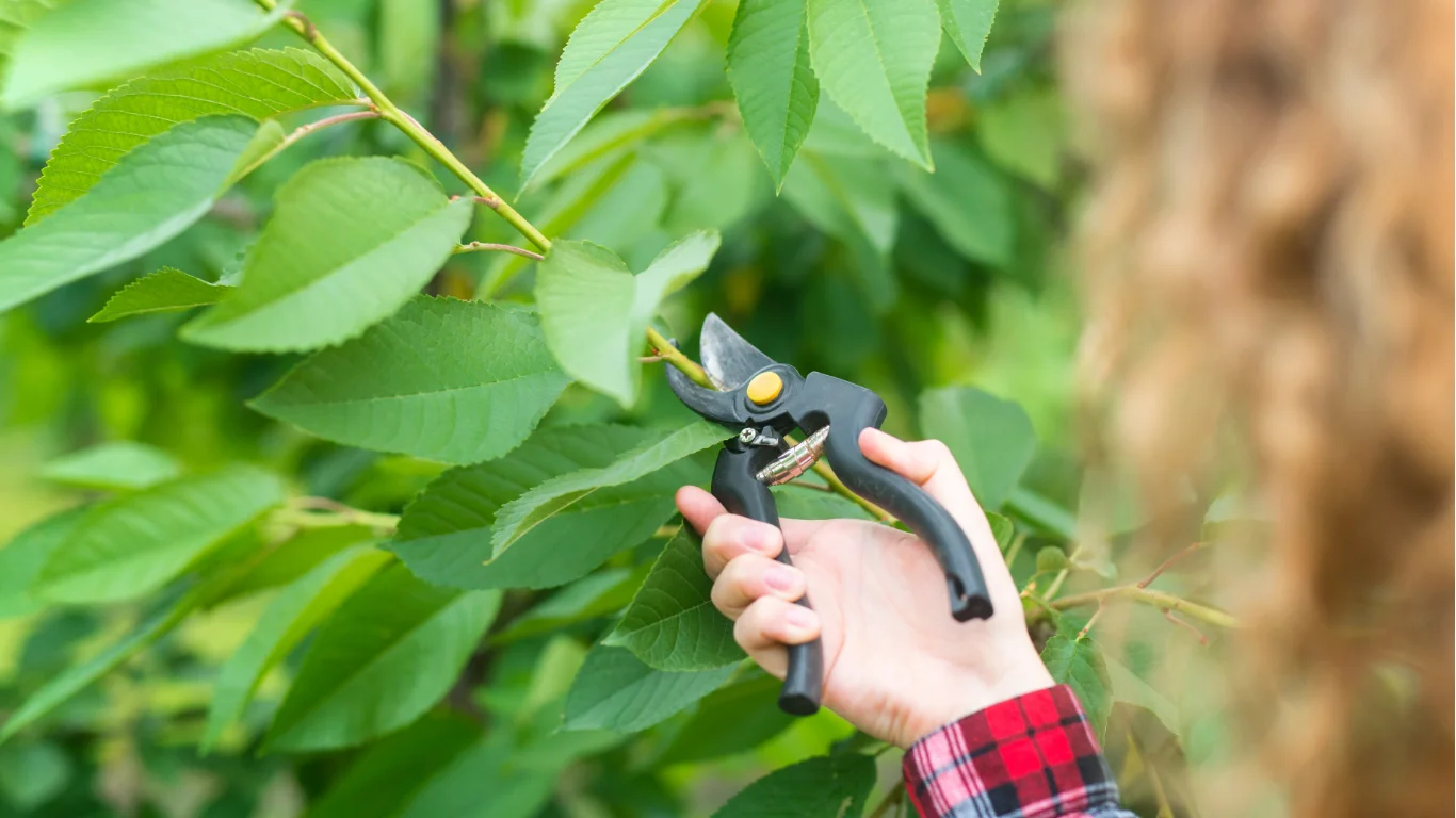 Tree Service in Pittsburgh