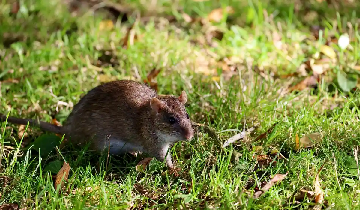 Persistent Rodent Issues