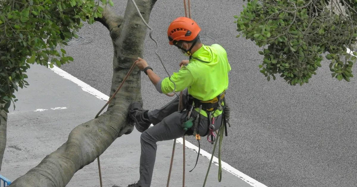 Tree Care and Maintenance