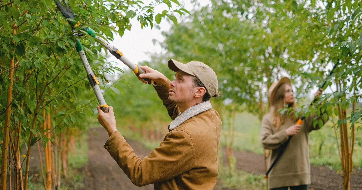 Tree Pruning