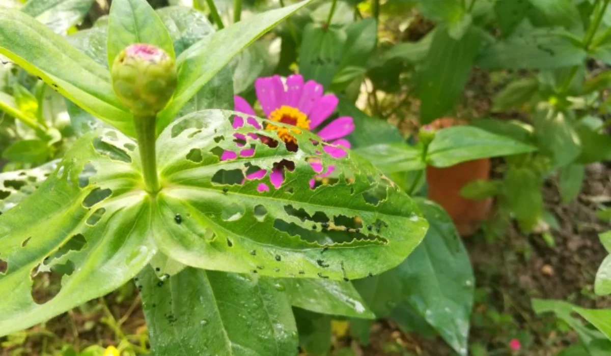 Garden Design