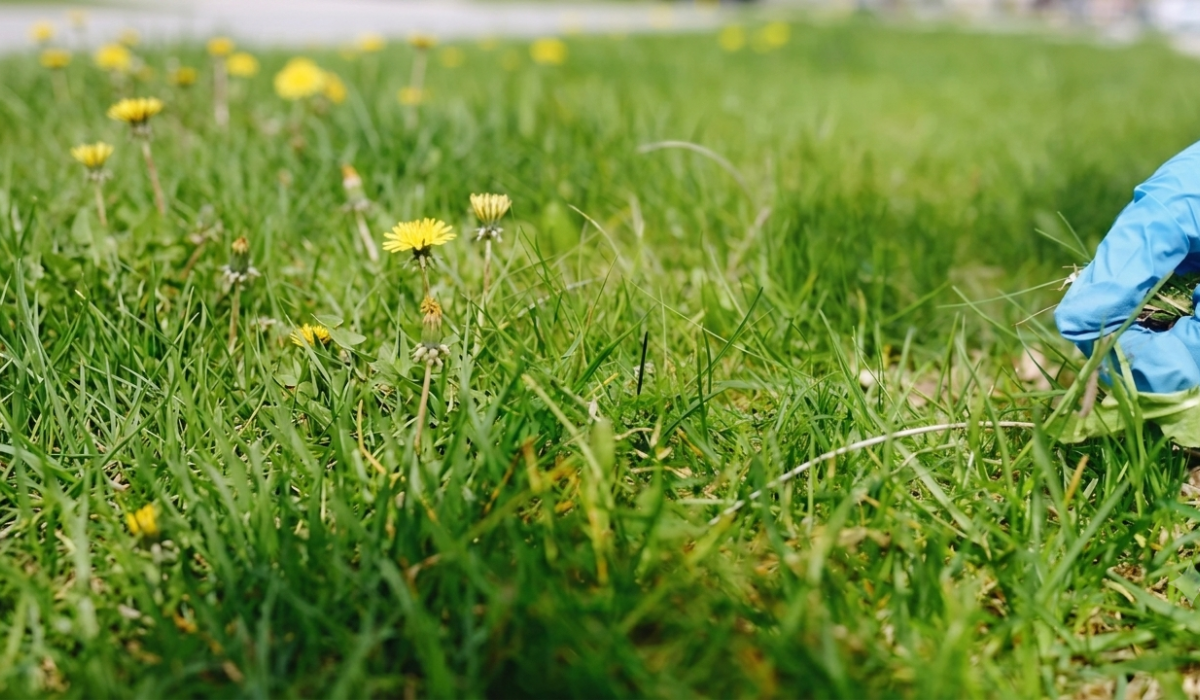 Get Rid of Weeds