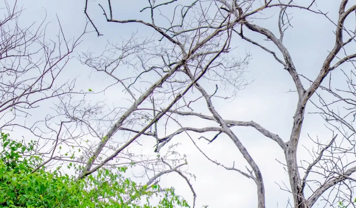 Signs Your Tree Is Dying