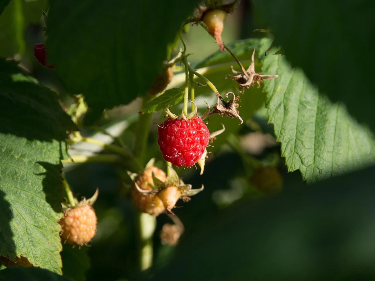 Productive Fruit Garden